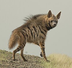 photo of a striped hyena